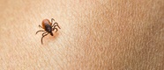 Protect Yourself From Ticks That Can Transmit Lyme Disease And Other 